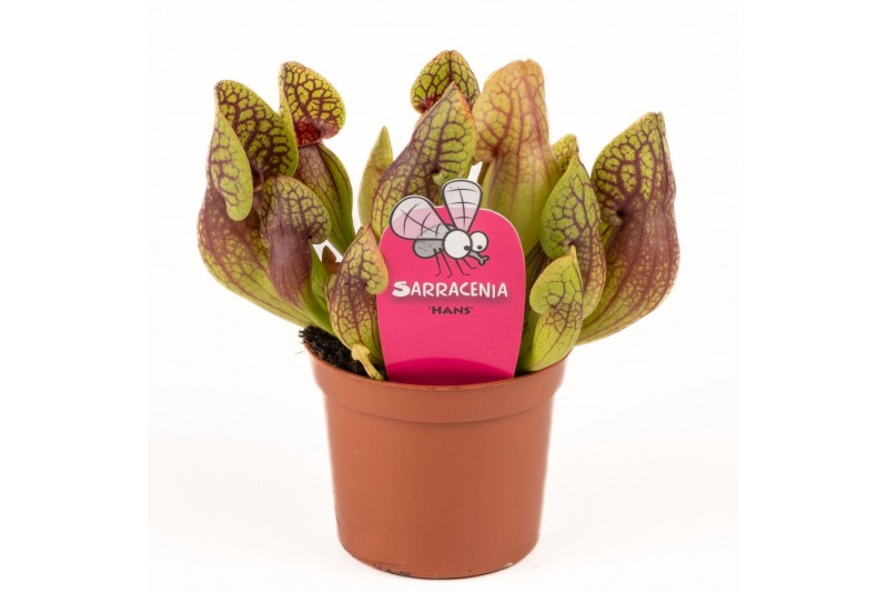 Sarracenia Sarracenia Hans 
