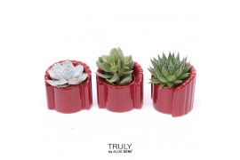 Succulenten TRULY Succulent, Tiran 1 pp
