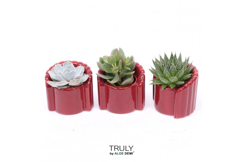 Succulenten TRULY Succulent, Tiran 1 pp 