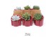 Succulenten TRULY Succulent, Tiran 1 pp 