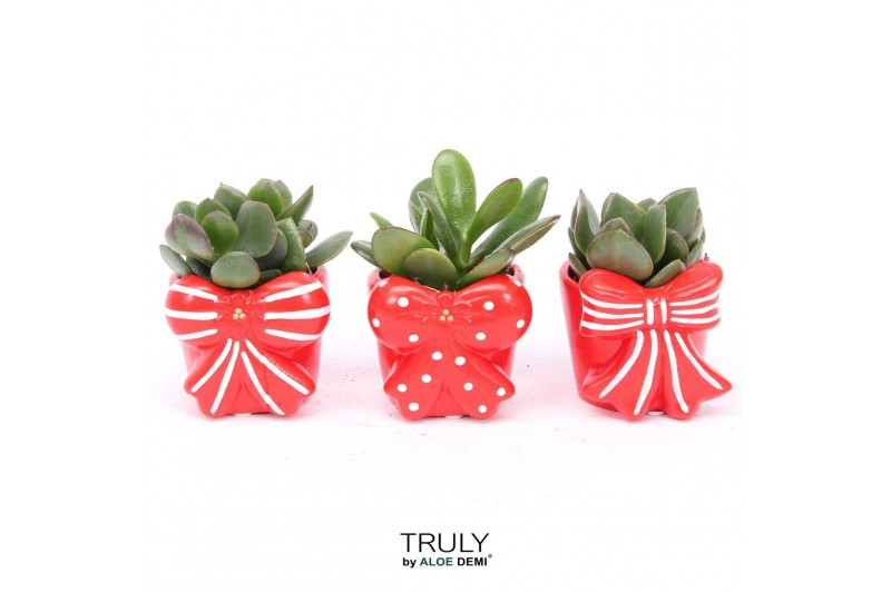 Crassula mix TRULY Crassula, Bow 1 pp 