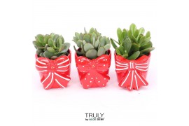 Crassula mix TRULY Crassula, Bow M 1 pp