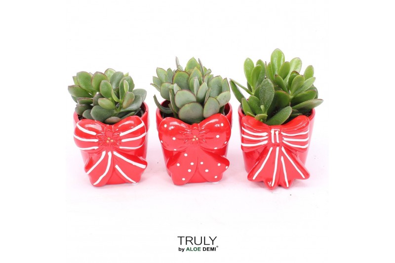 Crassula mix TRULY Crassula, Bow M 1 pp 