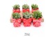 Crassula mix TRULY Crassula, Bow M 1 pp 