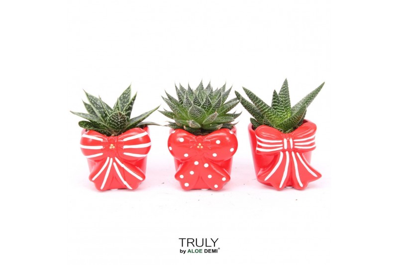 Succulenten TRULY Haworthia Gasteria, Bow 1 pp 