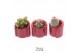 Cactus mix 3 soorten TRULY Cactus, Tiran 1 pp 