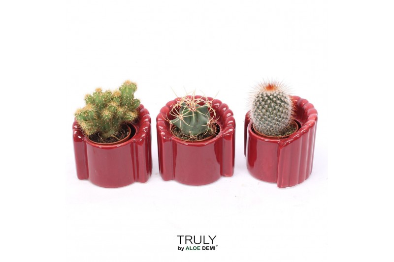 Cactus mix 3 soorten TRULY Cactus, Tiran 1 pp 