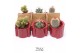 Cactus mix 3 soorten TRULY Cactus, Tiran 1 pp 