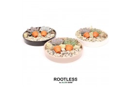 Arrangementen succulenten ROOTLESS Echeveria Botenic, panda bowl 1 pp