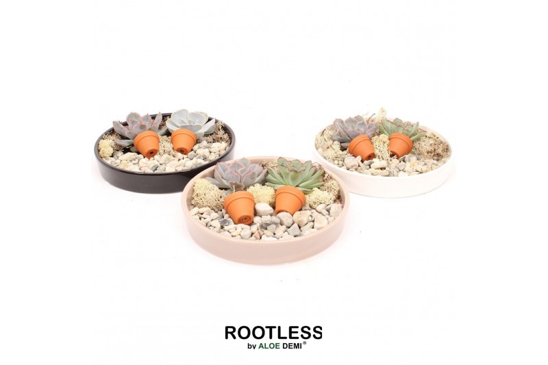 Arrangementen succulenten ROOTLESS Echeveria Botenic, panda bowl 1 pp 
