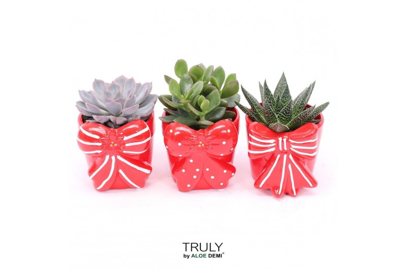 Succulenten TRULY Succulent, Bow M 1 pp 