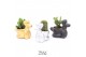 Cactus mix TRULY Cactus, Balloon dog 1 pp 