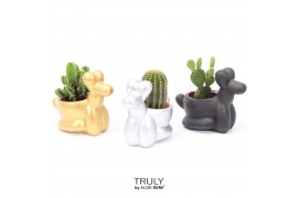 Cactus mix TRULY Cactus, Balloon dog 1 pp