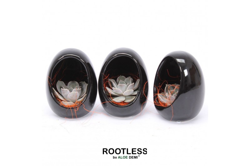 Echeveria mix ROOTLESS Echeveria, Egg black Halloween 1 pp 