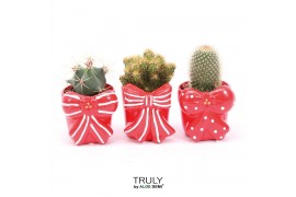 Cactus mix TRULY Cactus, Bow 1 pp