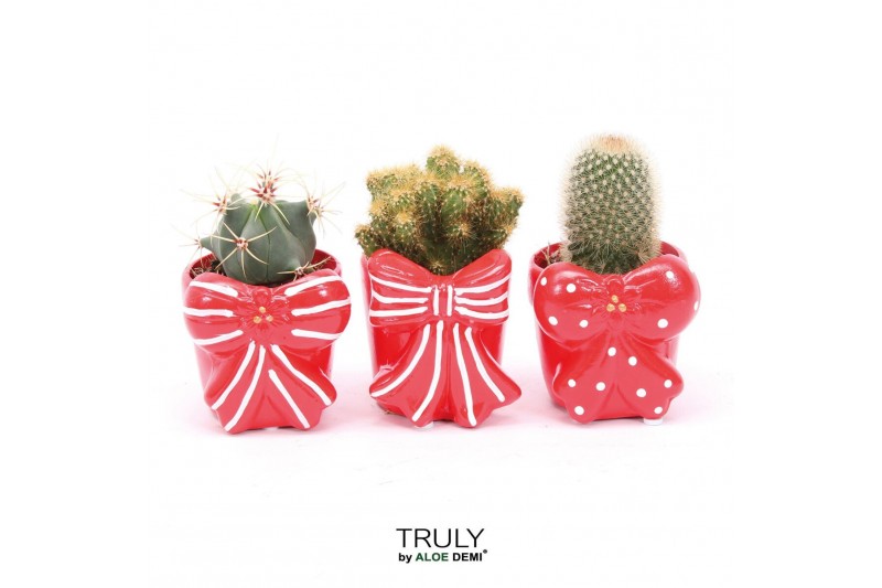 Cactus mix TRULY Cactus, Bow 1 pp 