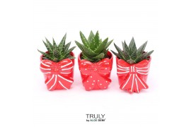 Succulenten TRULY Haworthia Gasteria, Bow M 1 pp