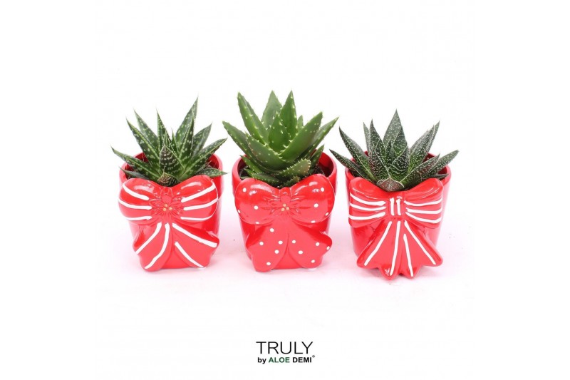 Succulenten TRULY Haworthia Gasteria, Bow M 1 pp 