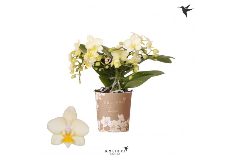 Phalaenopsis multiflora geel Kolibri Orchids Phalaenopsis Botanic Yell 