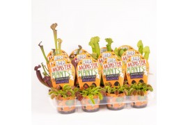 Vleesetende planten Little Monster Plants Halloween