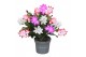 Schlumbergera TRICOLORE (pink/red/white) 25 bl. 
