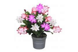 Schlumbergera TRICOLORE (pink/red/white) 25 bl.