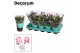 Schlumbergera TRICOLORE (pink/red/white) - Decorum 35 bl. 