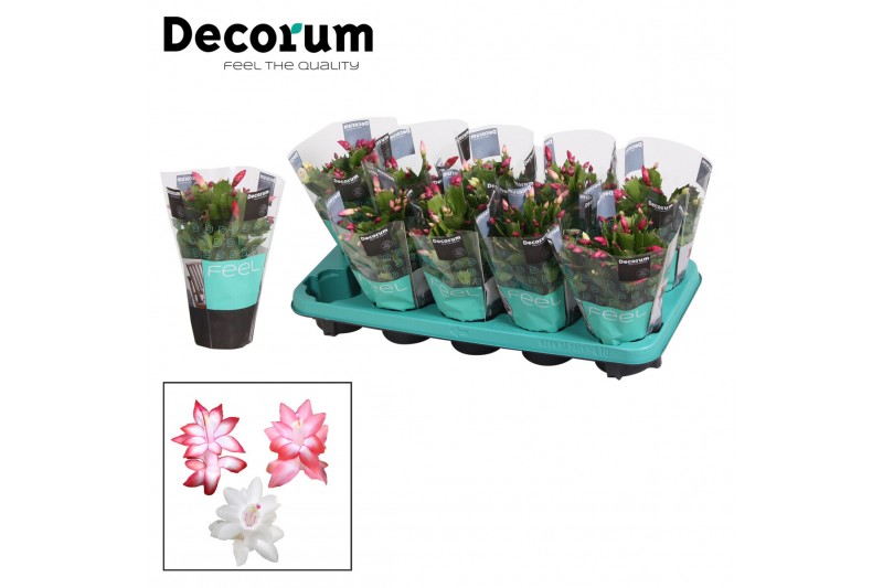 Schlumbergera TRICOLORE (pink/red/white) - Decorum 35 bl. 