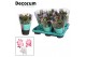 Schlumbergera TRICOLORE (pink/red/white) - Decorum 35 bl. 