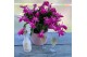 Schlumbergera naomi Pink (Cyber) - Decorum 70 bl. 