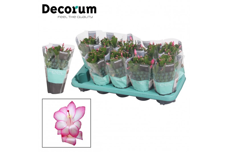Schlumbergera dark eva Purple (Purple Dancer) met hoes - Deco 30 bl. 