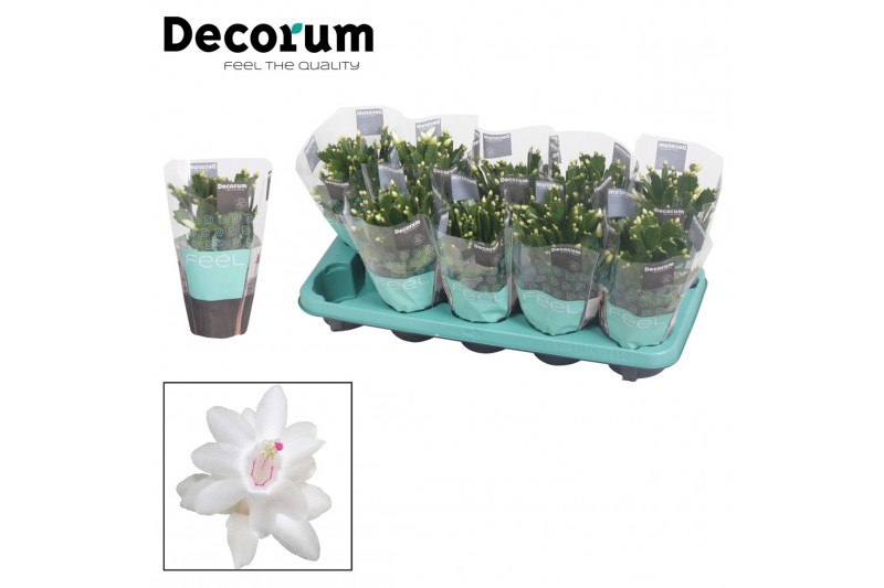 Schlumbergera witte eva White (Malissa) met hoes - Decorum 30 bl. 
