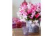 Schlumbergera mix QUATTROLORE - Decorum 70 bl. 