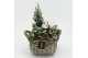 Arrangementen tuinplanten ODXM-2544 Xmas Outdoor 3 pp 