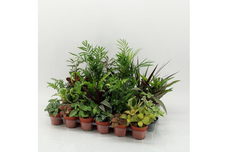 Kamerplanten mix Z-24 Mixplanten zonder showdoos 