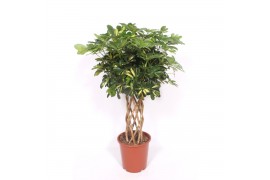 Schefflera arboricola gold capella Schefflera Gold Capella10 pp