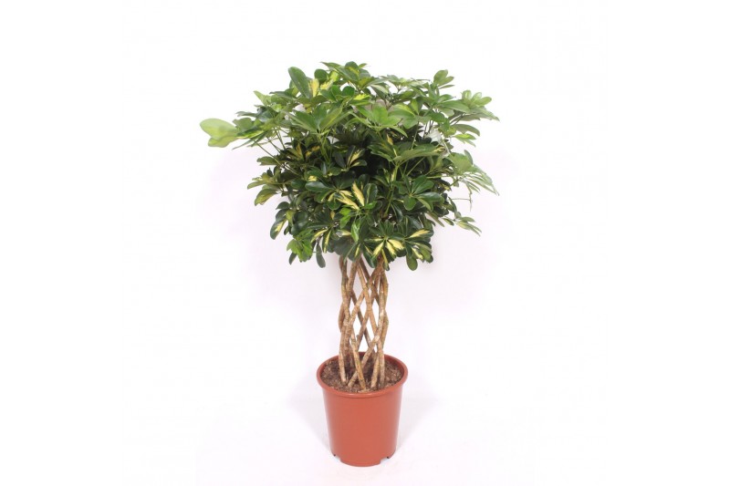 Schefflera arboricola gold capella Schefflera Gold Capella10 pp 
