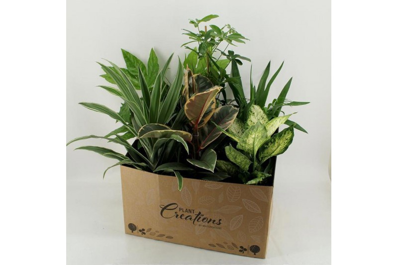 Kamerplanten mix in showdoos M-8 Mixplanten showdoos 