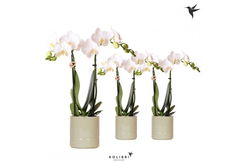 Phalaenopsis multiflora wit Kolibri Orchids Phalaenopsis white 2 spike 