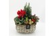 Arrangementen tuinplanten ODXM-2509 Xmas Outdoor 4 pp 