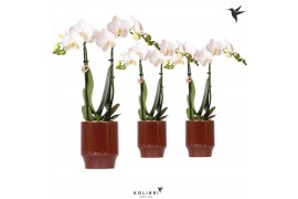 Phalaenopsis multiflora wit Kolibri Orchids Phalaenopsis white 2 spike