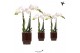 Phalaenopsis multiflora wit Kolibri Orchids Phalaenopsis white 2 spike 