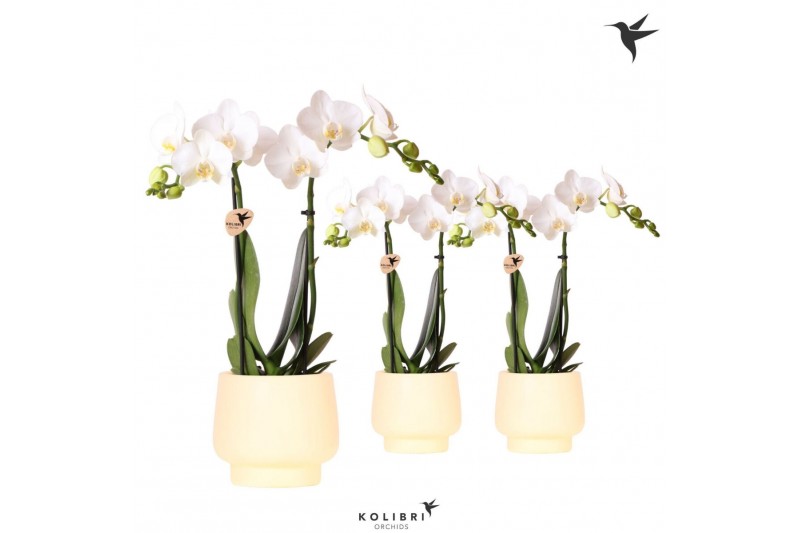 Phalaenopsis multiflora wit Kolibri Orchids Phalaenopsis white 2 spike 