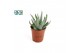 Aloe Aloe Humulis 