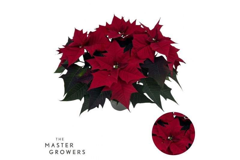 Euphorbia kayla red Kayla Red 13cm 4 bloem4 bl. 