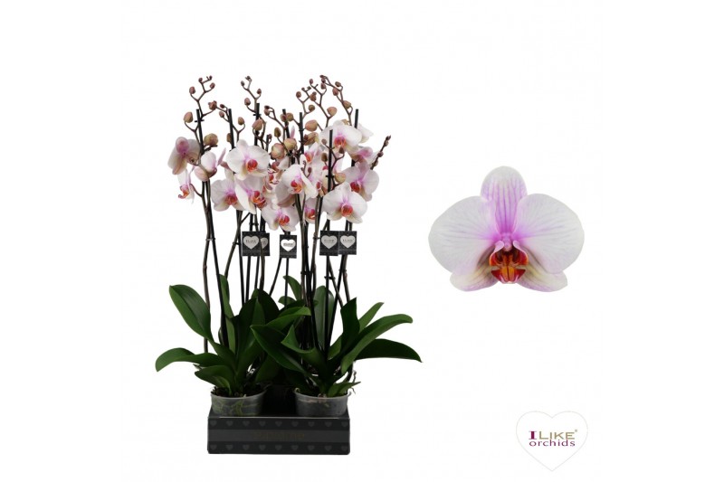 Phalaenopsis anthura madrid Phalaenopsis Madrid - 2 tak 80cm 16 bl. 2  