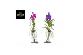 Vanda hybriden Vanda op standaard Mix 1 tak/plnt