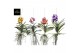 Vanda hybriden Vanda Special mix - Colour Mix 1 tak/plnt 