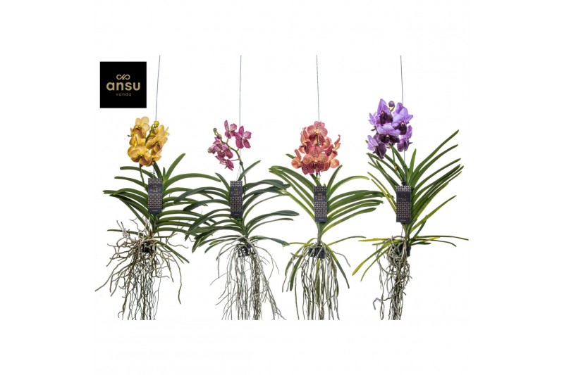 Vanda hybriden Vanda Special mix - Colour Mix 1 tak/plnt 