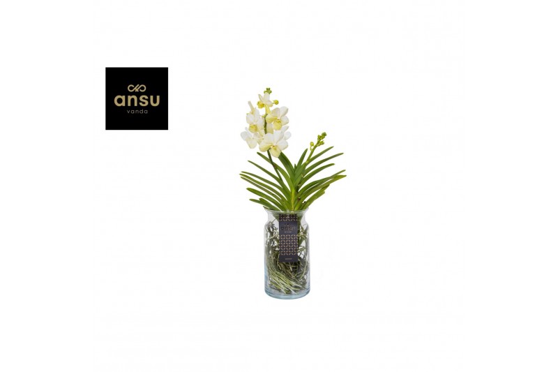 Vanda hybriden Vanda Bose XL White 1 tak/plnt 